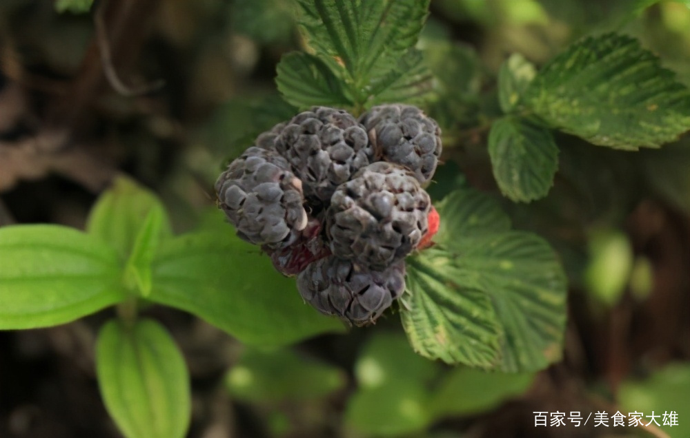 挺好吃的“黄泡”，你们那儿有吗？_百科TA说