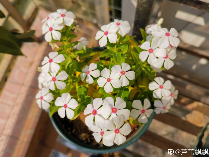 开花劳模长春花 天天看都腻了 没想到还有这么多品种 百科ta说