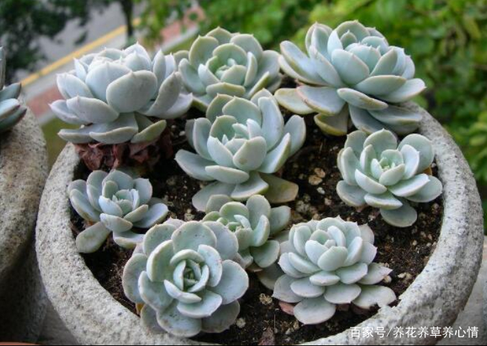 多肉白牡丹怎样养殖和繁殖 百科ta说