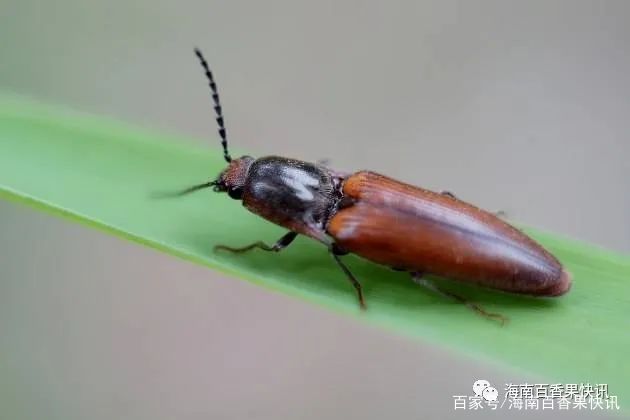 「建议收藏」百香果最常见的病虫害及防治措施！_百科TA说