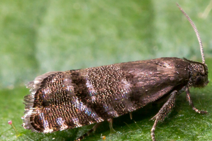 zeller,1846)是 a target="_blank" href="/item/卷蛾科/6243915"