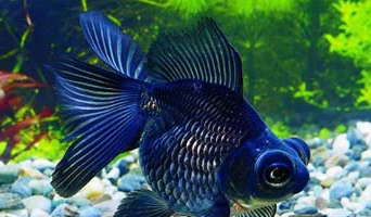 为什么没有蓝色的金鱼 - 知晓星球