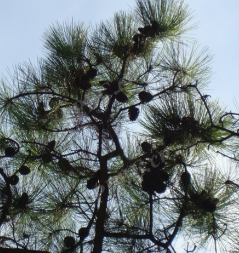 加勒比松粤优827号