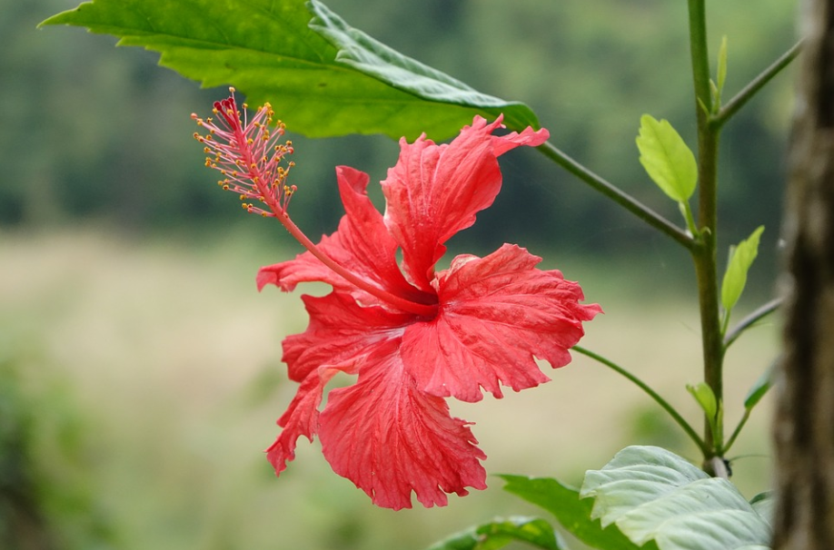 中国　剔紅　堆朱　内七宝　花文　香合　2点まとめて　D　R8207 中国 剔紅 堆朱 内七宝 花文 香合 2点まとめて D R8207