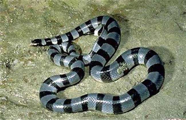 laticauda  colubrina