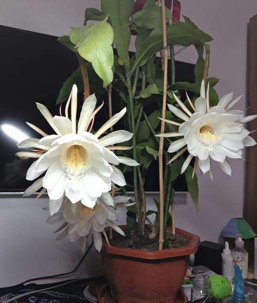昙花如果不开花，不能太娇惯，4个“步骤”做到位，叶片长满花苞_百科TA说