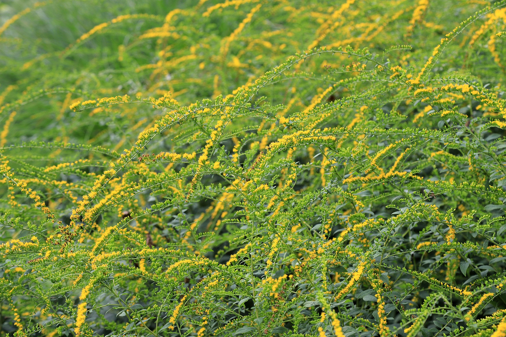 是桔梗目菊科的植物,又名黄莺, a href="#" data-lemmaid="1082534"