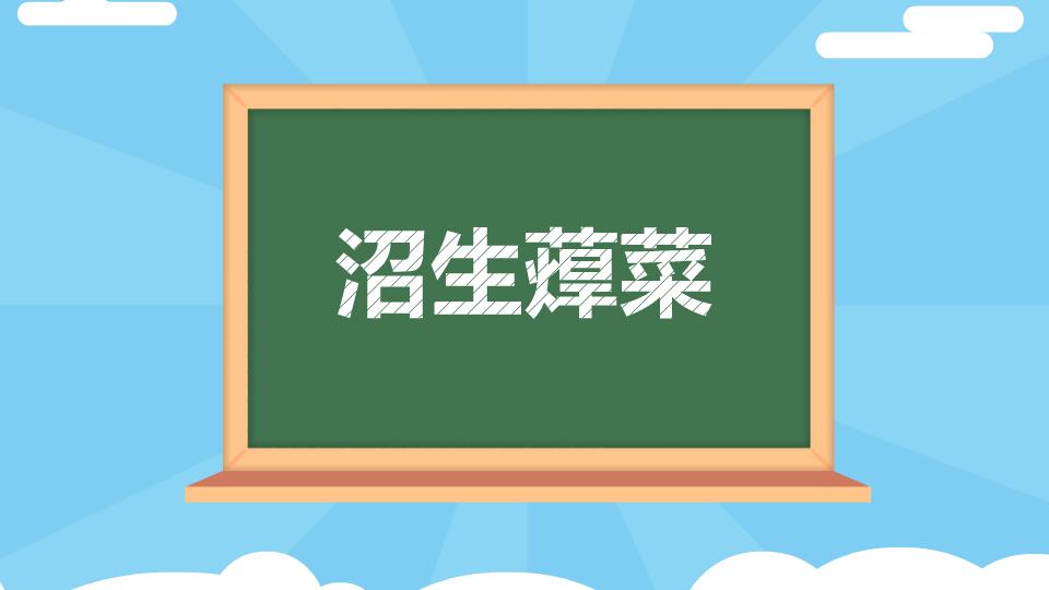 沼生蔊菜:植株质地细嫩