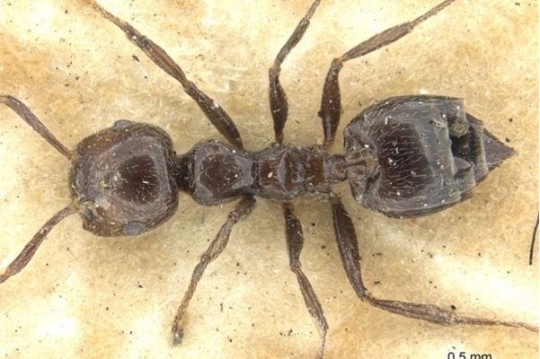  p>成虫出现于春至秋季,主要生活在低海拔山区.