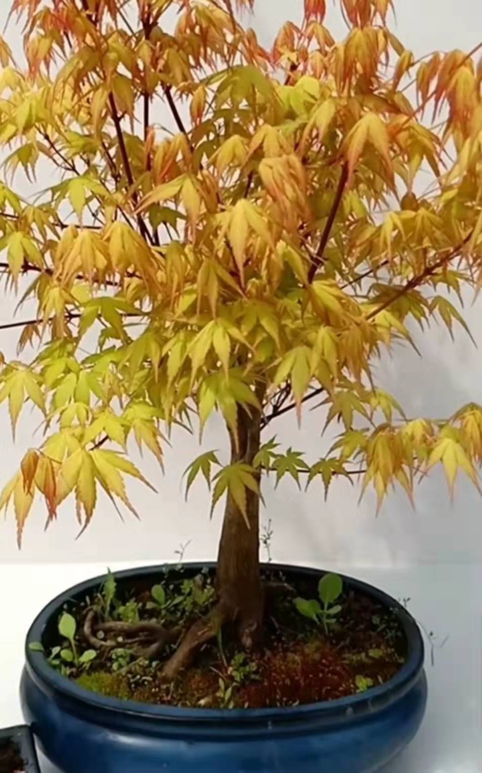 挪威槭黄金枫