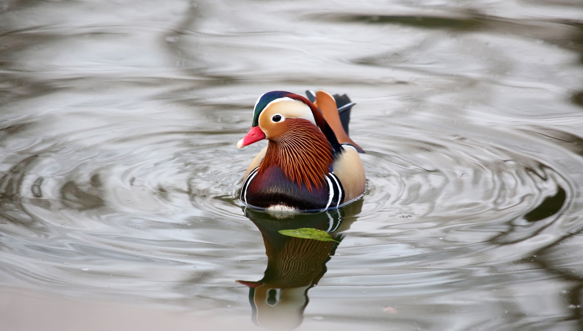 鸳指雄鸟,鸯指雌鸟,故鸳鸯属合成词.