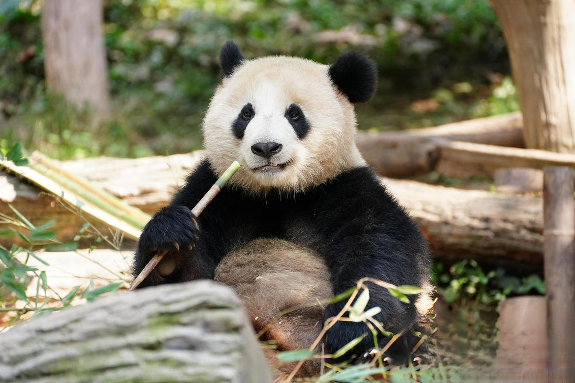 data-id="tppairm5hudy">武林,雄性,2019年6月28日生于中国大熊猫保护