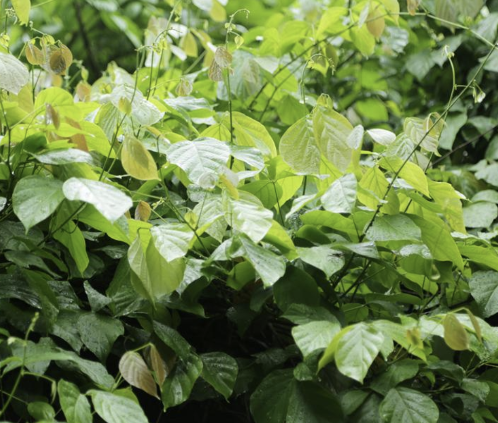  p>密花豆(学名: i>spatholobus suberectus /i> dunn)是豆科,密花豆