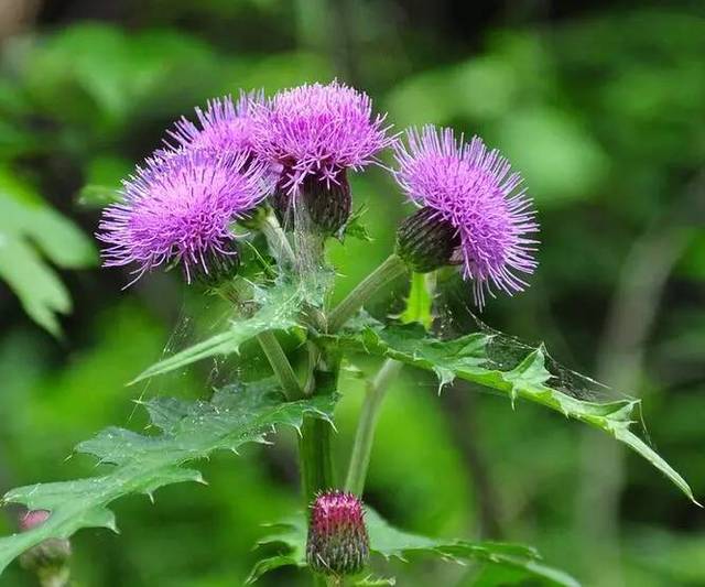  p>刺苞蓟(学名:cirsium henryi (franch.