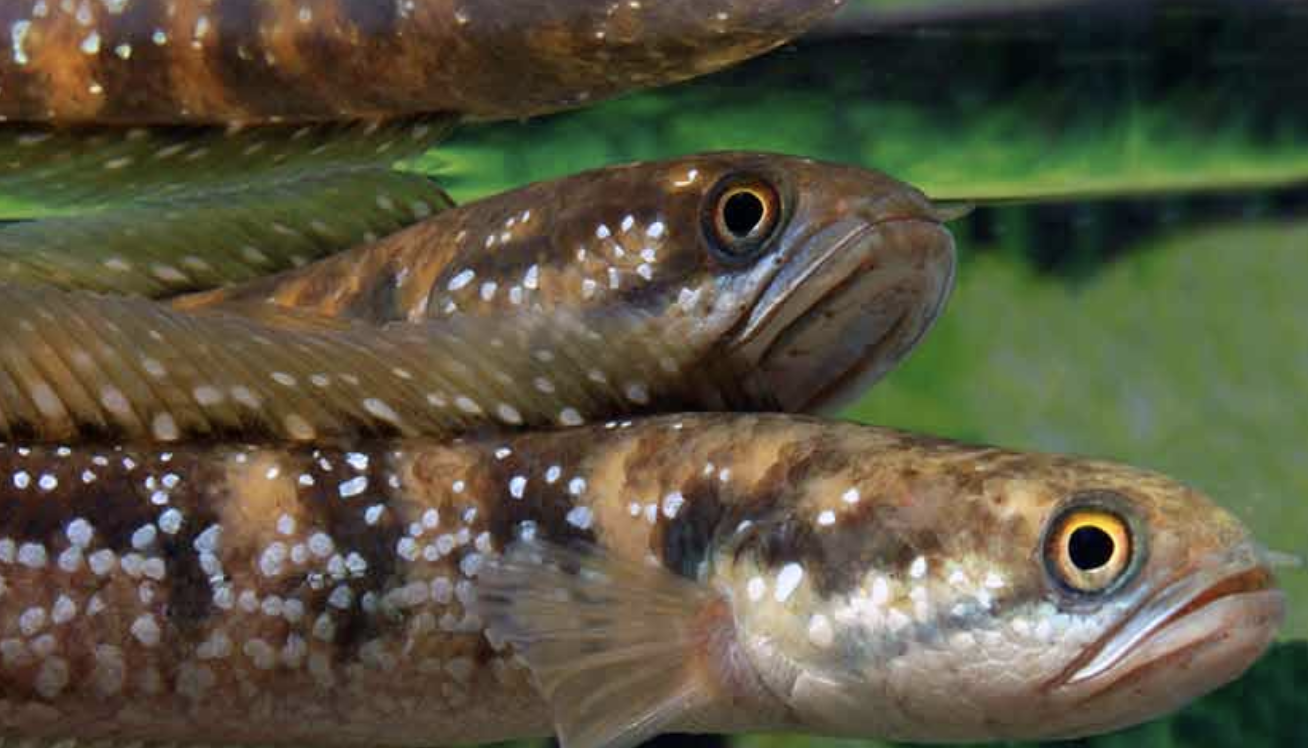  p>月鳢(学名: i>channa asiatica /i>)是鳢科,鳢属鱼类.