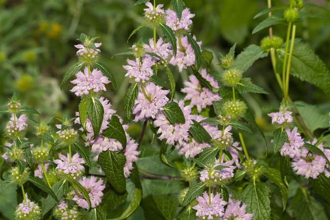  p>块根糙苏(学名:phlomis tuberosa l.