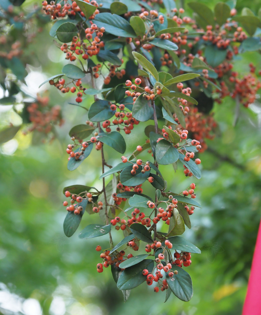 是蔷薇科红果树属灌木或小乔木植物.