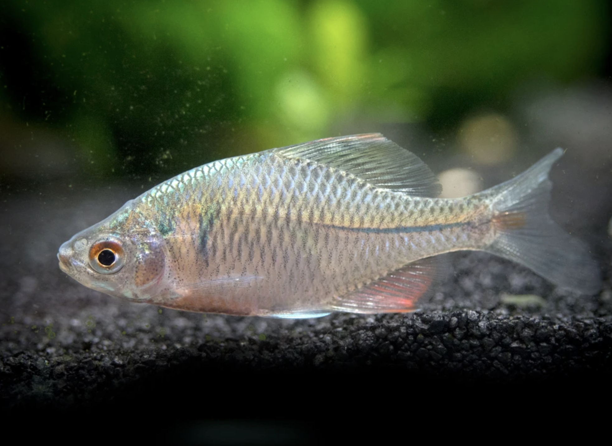  p>高体鳑鲏(学名: i>rhodeus ocellatus /i>) 是鲤科,鳑鲏属鱼类.