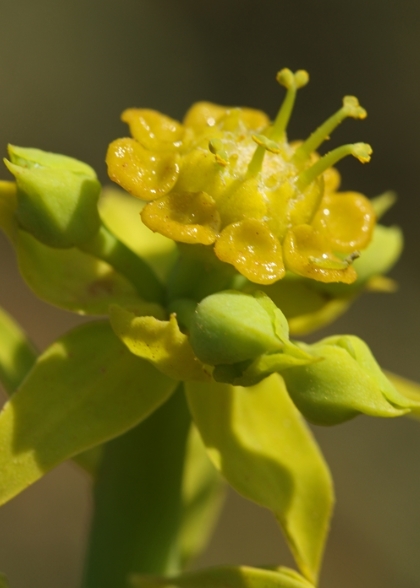 是大戟科,大戟属的一种高大的肉质灌木