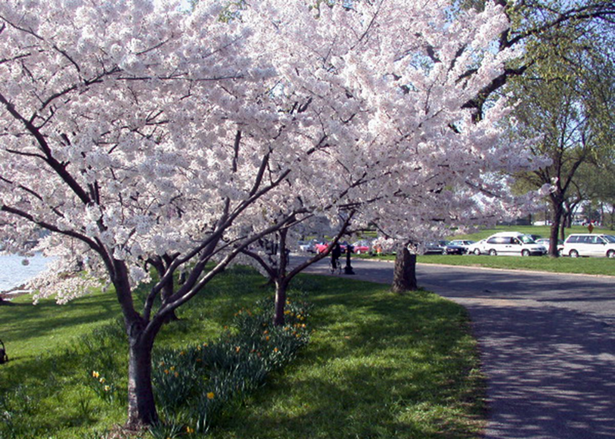 华盛顿樱花园(washington cherry garden):每年春天来临时,美国首都<a
