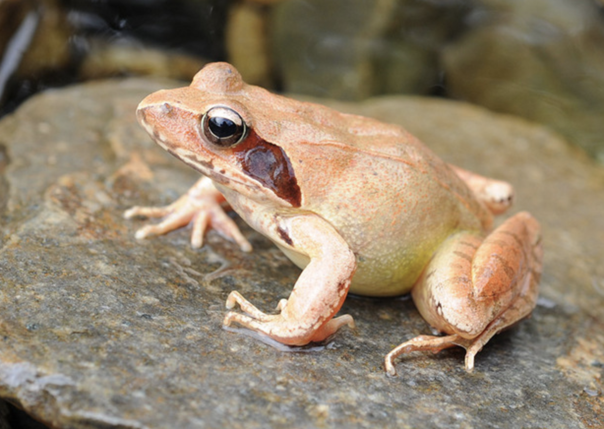  p data-id="tipqljkkfrco">东北林蛙是无尾目蛙科林蛙属两栖动物