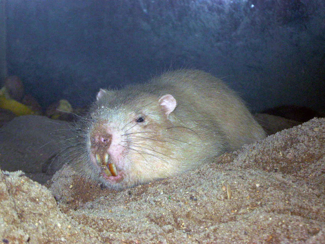  p>大竹鼠(学名: i>rhizomys sumatrensis /i>):是 a data-lemmaid="