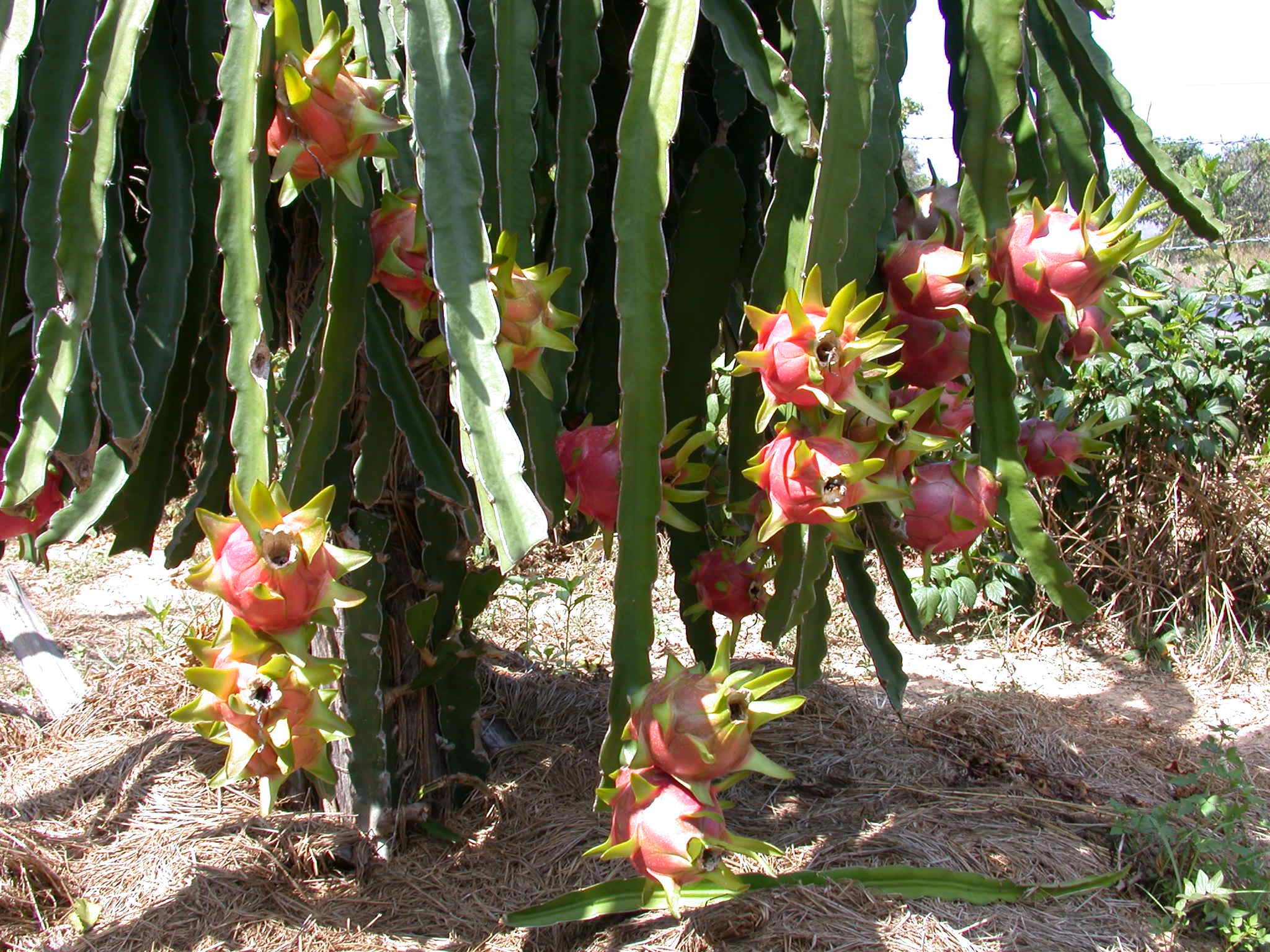  p>火龙果(学名: i>hylocereus undatus /i> foo-lon)是仙人掌科, a