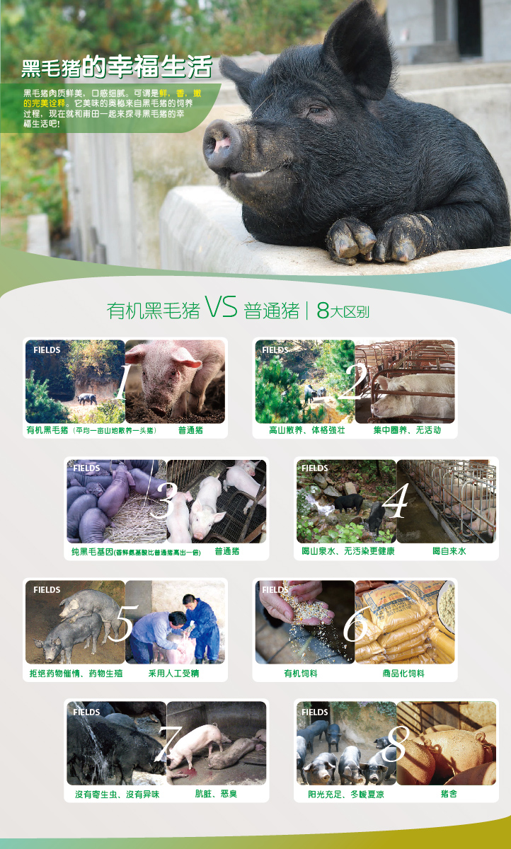 ="/item/野猪/22355" data-lemmaid="22355">野猪 /a>或伊比利亚猪,其