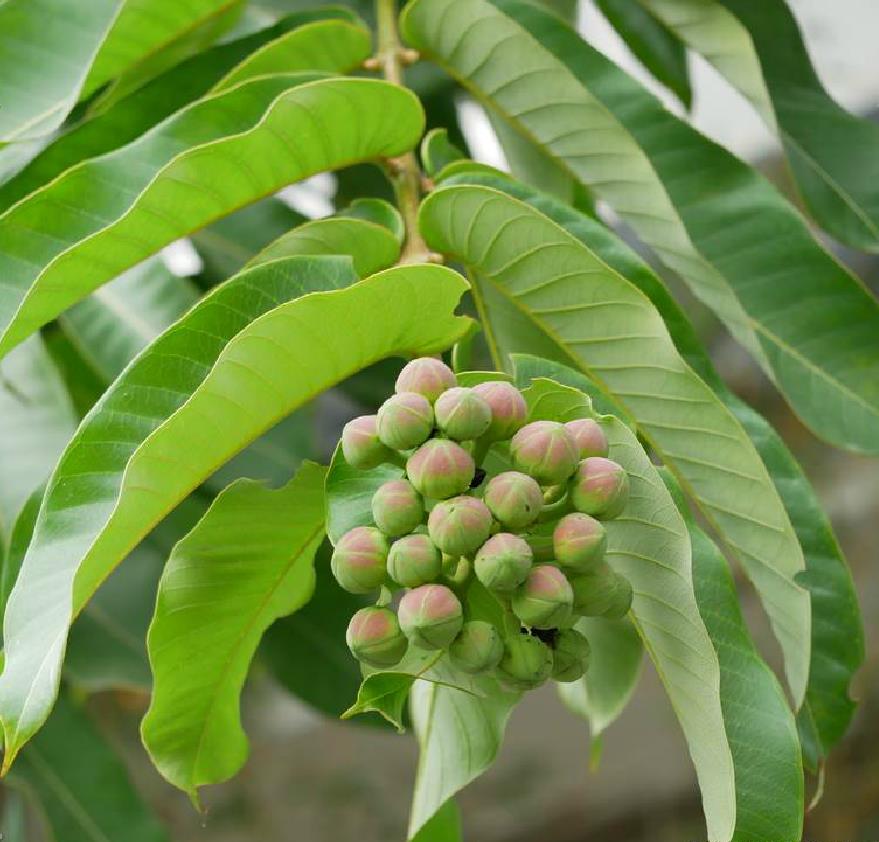 八宝树属, a target="_blank" href="/item/海桑科/8298568" data