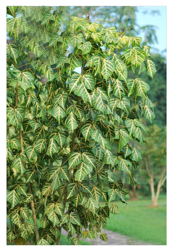  p>金脉刺桐(学名: i> /i> i>erythrina variegata &#39;parcell