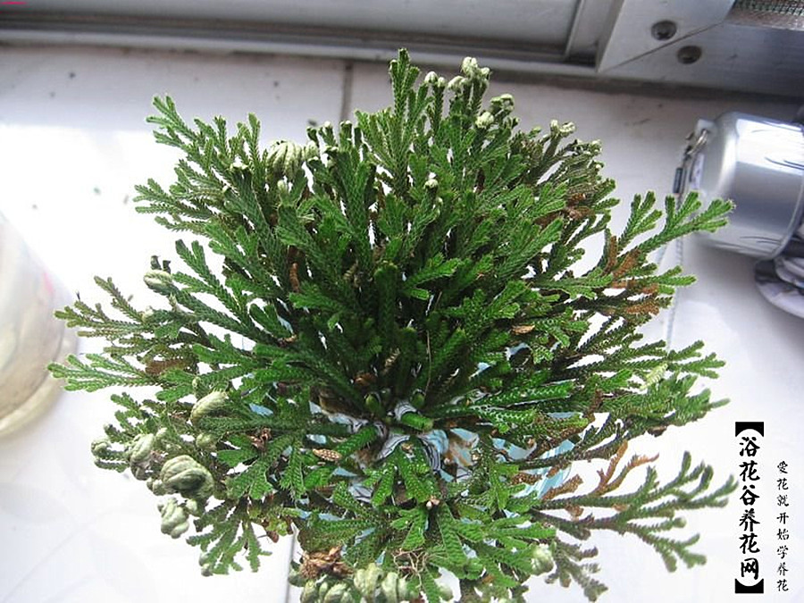 还阳草
