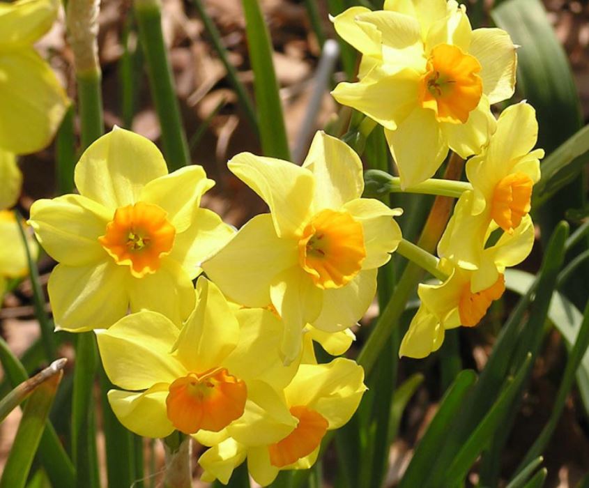 是 a target="_blank" href="/item/水仙属">水仙属 /a>的种类之一