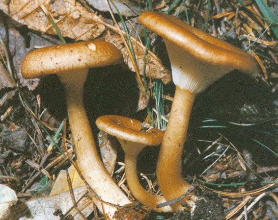  p>卷边杯伞,经济真菌 -- 伞菌目 -- 白蘑科 -- 杯伞属 /p>