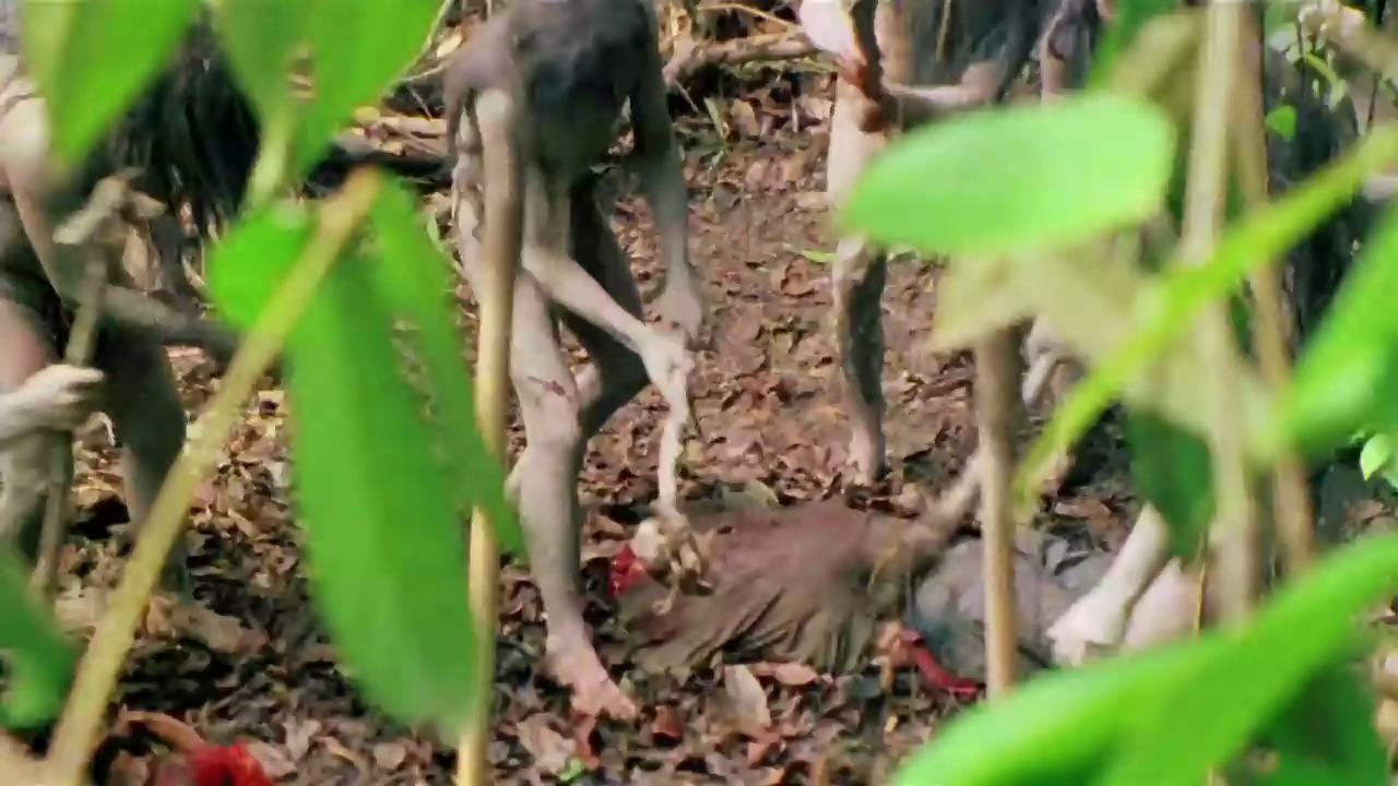  p>《人食人实录》是由ruggero deodato执导,robert kerman等人主演的