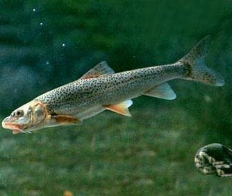  p>厚唇裸重唇鱼(gymnodiptychus pachycheilus)属 a target="_blank"