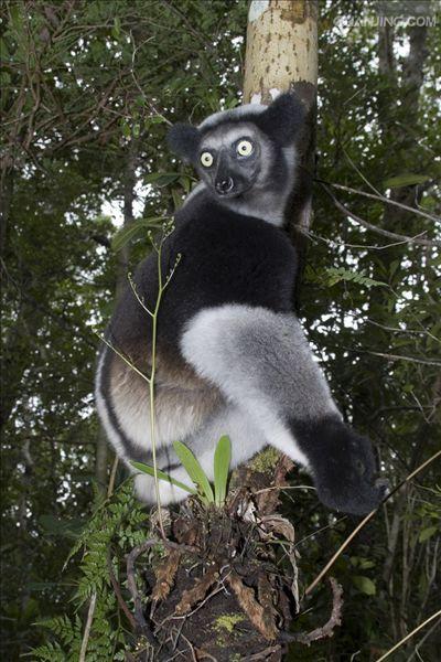 是大狐猴属唯一的一种.