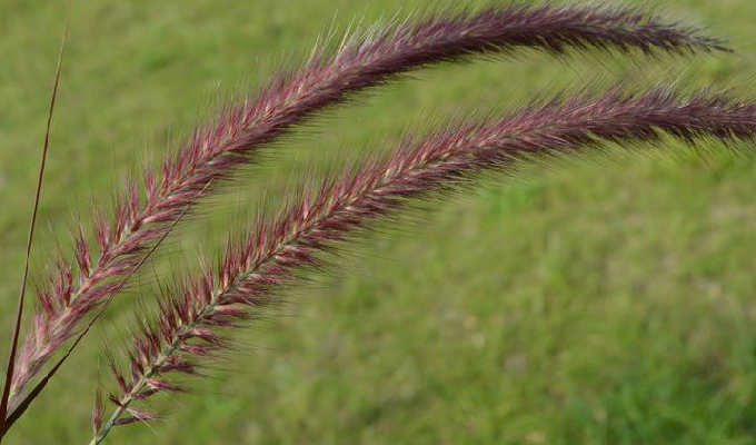  p>象草(学名: i>pennisetum purpureum /i> schum.