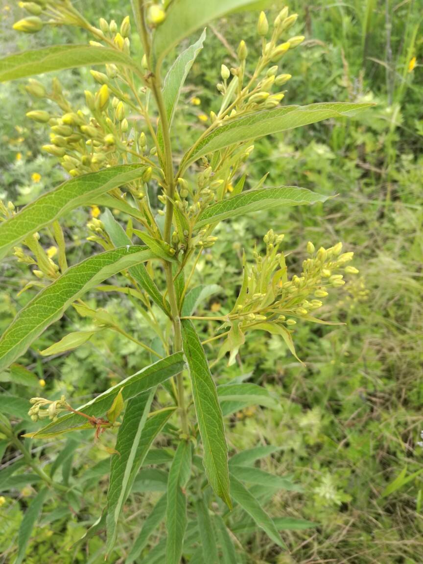  p>毛黄连花(学名:lysimachia vulgaris l)为 a href="#">珍珠菜属 /a