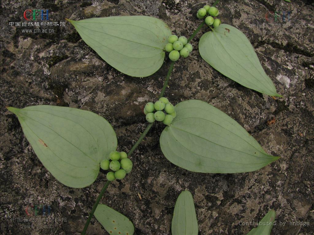  p>黑叶菝葜(学名: i>smilax nigrescens wang /i> et tang ex p. y.