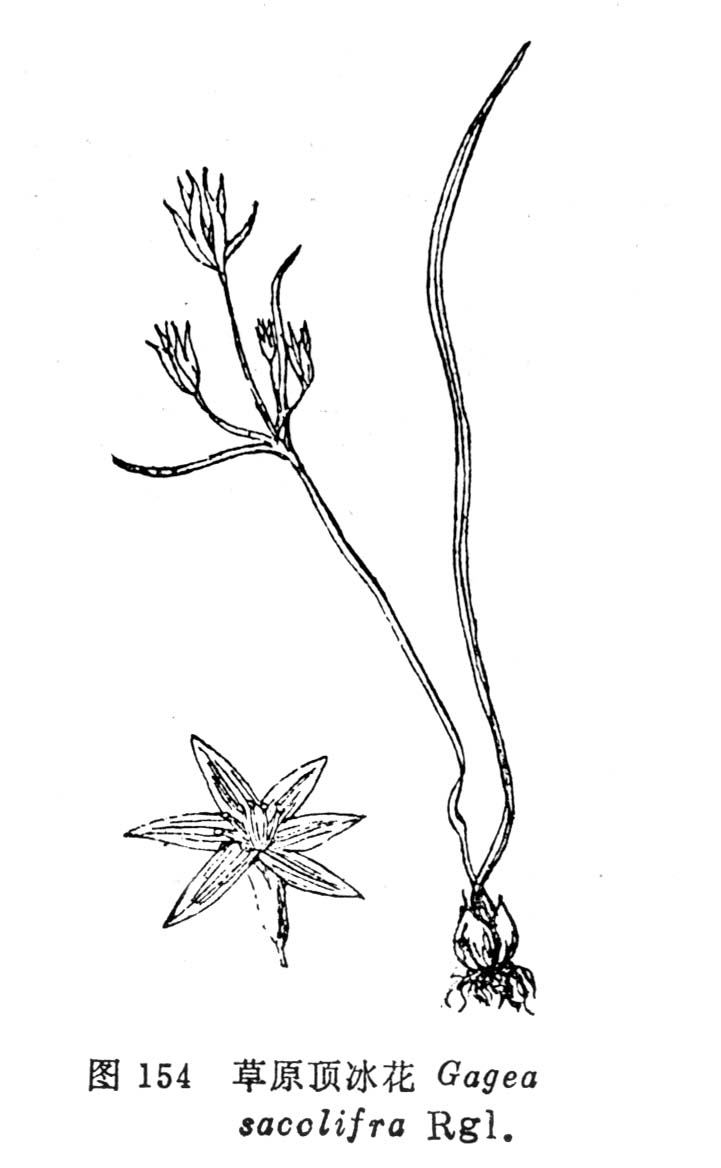 gagea lutea (l.) ker-gawl.