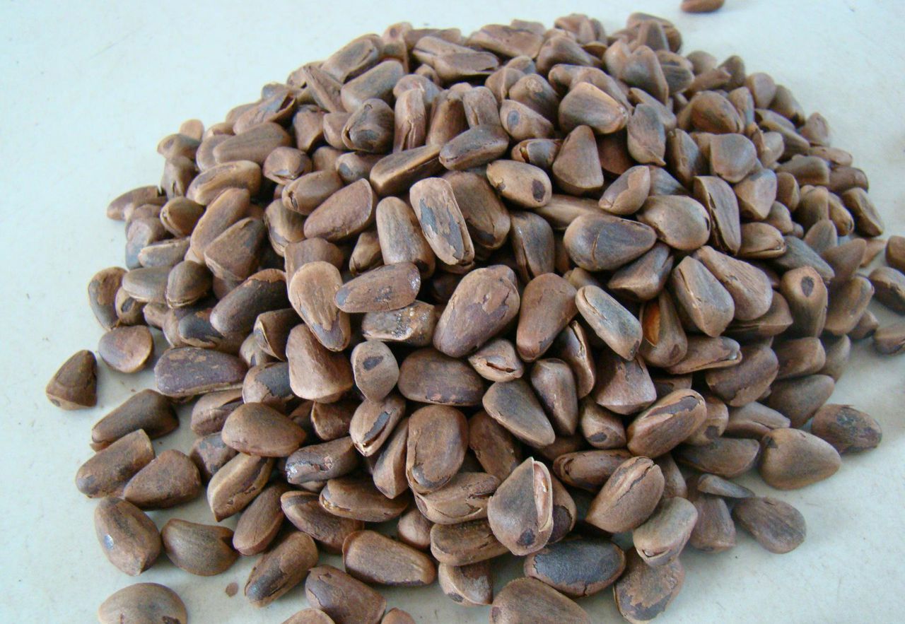 有的地区还会将它称为长生果长寿果松籽是名贵树种红松的种子,属于