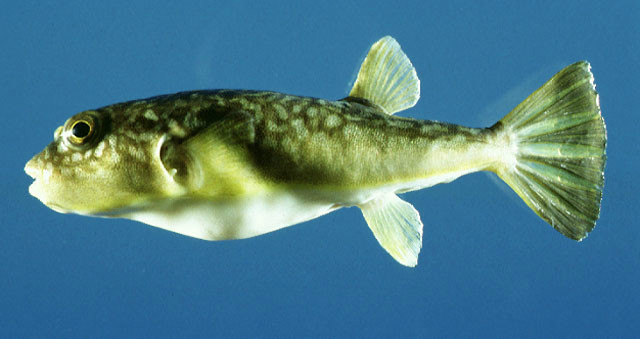  p> b>铅点东方鲀 /b>( a href="#">学名 /a>: i>takifugu albo