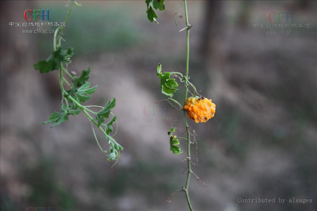  p>苦瓜藤,中药名.