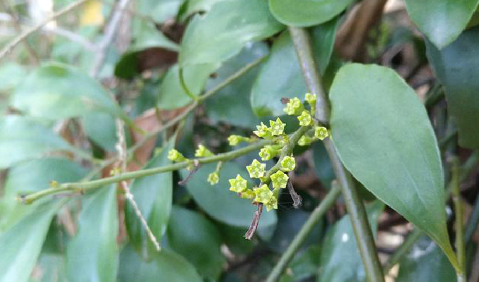  p>寄生藤属, a target="_blank" href="/item/檀香科/8706886" data