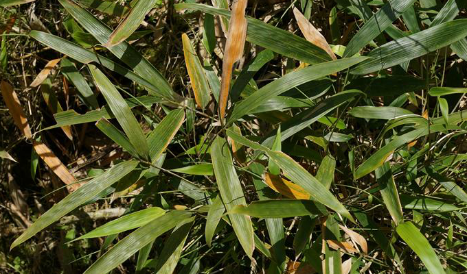  p>甜笋竹(学名: i>phyllostachys elegans  /i>mcclure)是禾本科