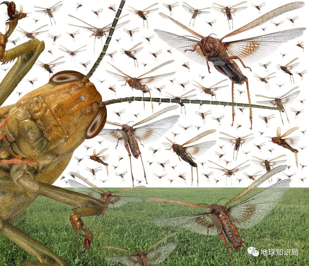 这次的蝗灾，真的很凶_百科TA说