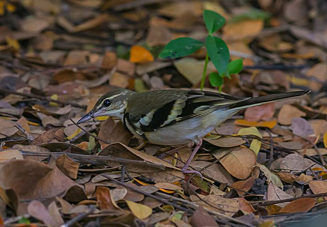  p>山鹡鸰(学名: i>dendronanthus indicus /i>):是中等体型的林鹡