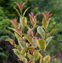  p>" a target="_blank" href="/item/彩叶树/3954111" data-lemmaid=