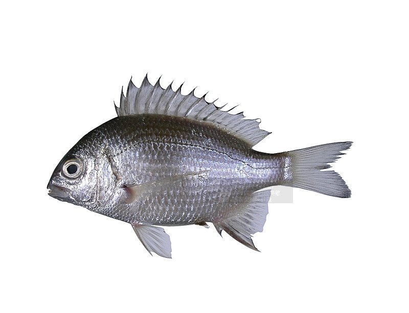  p>灰鳍鲷体侧扁,鳞片大.鱼体为银灰色,背部颜色较深,腹部银白.