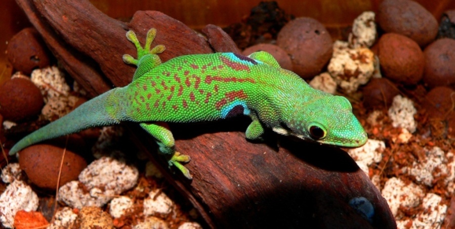  p>四眼日间壁虎,是马加日行守宫的一种小型 a target="_blank" href=